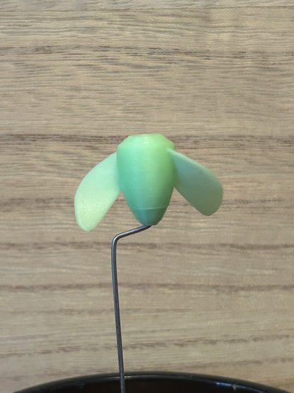 The Whirly - (4-Pack) Glow Green